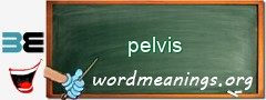 WordMeaning blackboard for pelvis